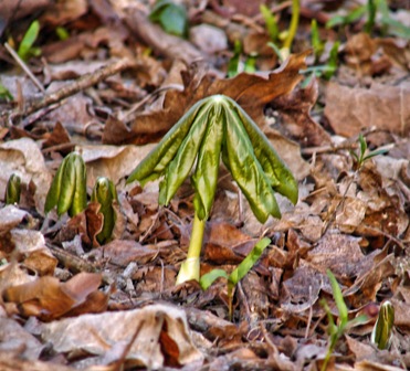 Mayapple 3